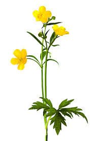 Image result for Trollblume