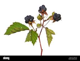 Attēlu rezultāti vaicājumam “Rubus caesius fruit”