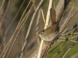 Image result for Cettia cetti