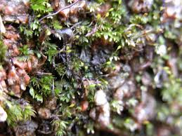 Attēlu rezultāti vaicājumam “Fissidens bryoides”