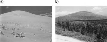 Attēlu rezultāti vaicājumam “Abies mariesii”