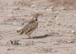 Image result for Melanocorypha bimaculata