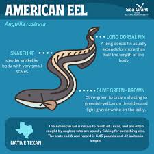 Image result for Anguilla rostrata