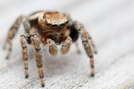 Attēlu rezultāti vaicājumam “Evarcha falcata male”