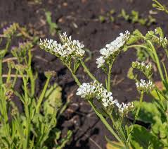 Attēlu rezultāti vaicājumam “Torilis japonica”