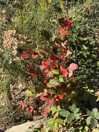 Attēlu rezultāti vaicājumam “Crataegus douglasii”