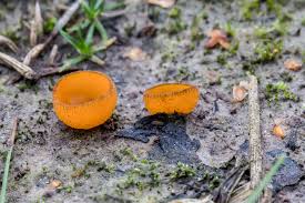 Attēlu rezultāti vaicājumam “Melastiza chateri”