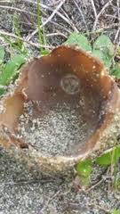 Attēlu rezultāti vaicājumam “Peziza ammophila”