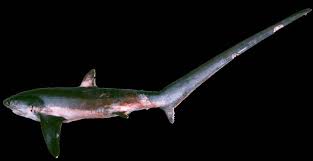 Image result for Alopias vulpinus