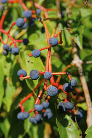 Attēlu rezultāti vaicājumam “Parthenocissus quinquefolia fruit”