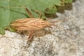 Attēlu rezultāti vaicājumam “Grypocoris sexguttatus imago”