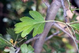 Attēlu rezultāti vaicājumam “Crataegus x macrocarpa leaf”