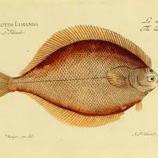 Image result for Limanda limanda