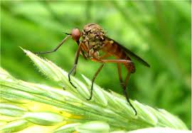 Attēlu rezultāti vaicājumam “Empis sp.”