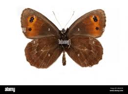 Attēlu rezultāti vaicājumam “Erebia aethiops upperside”