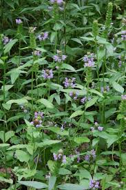 Attēlu rezultāti vaicājumam “Prunella vulgaris”