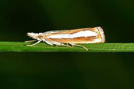 Attēlu rezultāti vaicājumam “Catoptria margaritella”