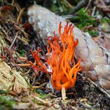 Attēlu rezultāti vaicājumam “Calocera viscosa”