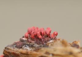 Attēlu rezultāti vaicājumam “Arcyria denudata macro”