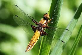 Attēlu rezultāti vaicājumam “Libellula depressa”