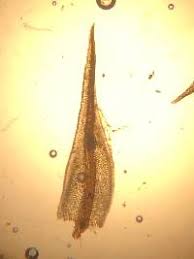 Attēlu rezultāti vaicājumam “Bryoerythrophyllum recurvirostrum”