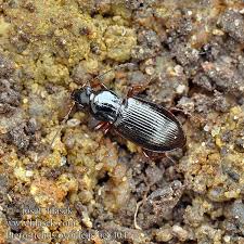 Attēlu rezultāti vaicājumam “Pterostichus sp.”