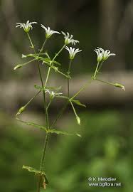 Attēlu rezultāti vaicājumam “Stellaria nemorum flower”