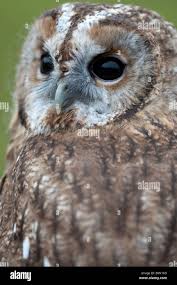 Attēlu rezultāti vaicājumam “Strix aluco female”