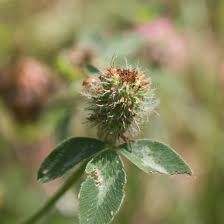 Attēlu rezultāti vaicājumam “Trifolium medium bud”