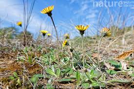 Attēlu rezultāti vaicājumam “Pilosella officinarum”