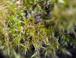 Attēlu rezultāti vaicājumam “Rhynchostegiella tenella macro”