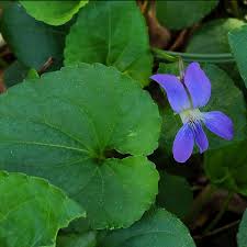 Attēlu rezultāti vaicājumam “Viola sororia”