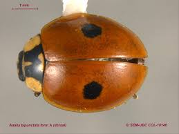 Attēlu rezultāti vaicājumam “Adalia bipunctata”