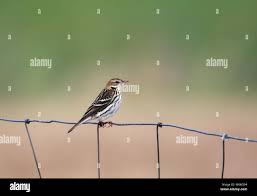 Image result for Anthus gustavi