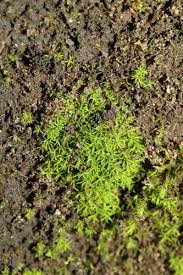 Attēlu rezultāti vaicājumam “Bryoerythrophyllum recurvirostrum sporophyte”