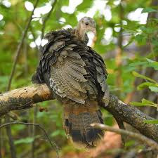 Attēlu rezultāti vaicājumam “Galliformes”