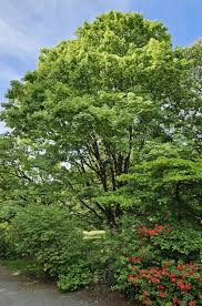 Attēlu rezultāti vaicājumam “Acer platanoides”