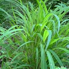 Attēlu rezultāti vaicājumam “Brachypodium sylvaticum”