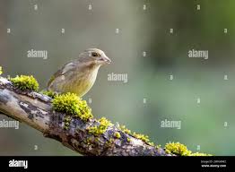 Attēlu rezultāti vaicājumam “Chloris chloris female”