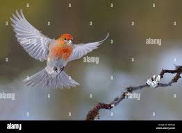 Attēlu rezultāti vaicājumam “Pinicola enucleator”