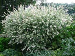 Attēlu rezultāti vaicājumam “Salix purpurea male flower”