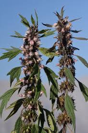 Attēlu rezultāti vaicājumam “Leonurus cardiaca flower”