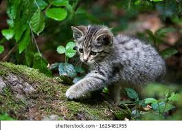 Attēlu rezultāti vaicājumam “Felis silvestris catus juvenile”