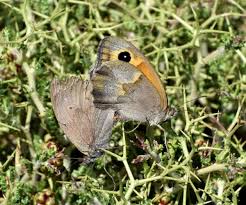 Attēlu rezultāti vaicājumam “Maniola jurtina female”