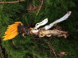 Attēlu rezultāti vaicājumam “Calocera viscosa”