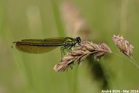 Attēlu rezultāti vaicājumam “Calopteryx splendens”