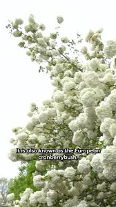 Attēlu rezultāti vaicājumam “Viburnum opulus flower”