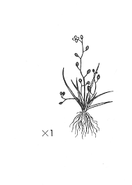 Attēlu rezultāti vaicājumam “Subularia aquatica leaf”