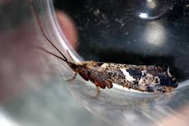 Attēlu rezultāti vaicājumam “Glyphotaelius pellucidus”