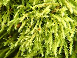 Attēlu rezultāti vaicājumam “Philonotis”